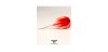 Plumas Condor Axe Shape Gradation Rojo M